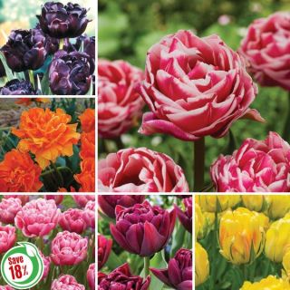 Double Tulip Collection Thumbnail